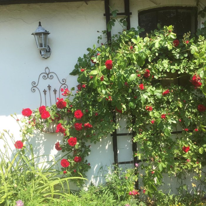 Röda rosor i full blom på en klätterställning vid en vit husvägg med fönstergaller och en gammaldags vägglampa.