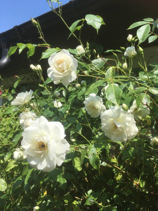 Vita blommande rosor och knoppar mot en bakgrund av gröna blad och en husvägg.