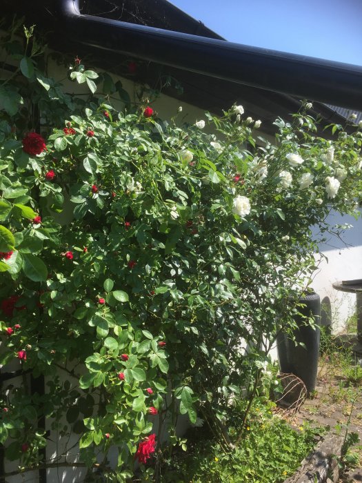Rikligt blommande rosenbuskar vid en husvägg med både röda och vita rosor.