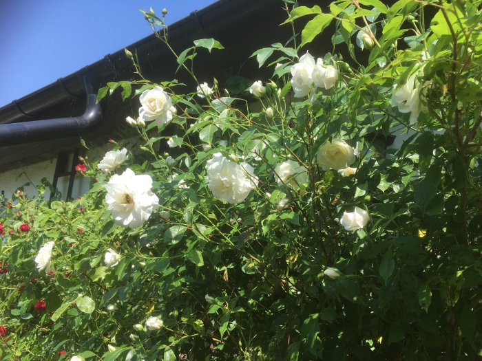 Vita blommande rosor mot en husvägg med gröna löv och blå himmel i bakgrunden.