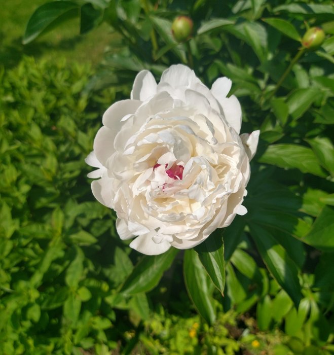Utslagen vit pionblomma med röda inslag i mitten, omgiven av gröna blad och knoppar.