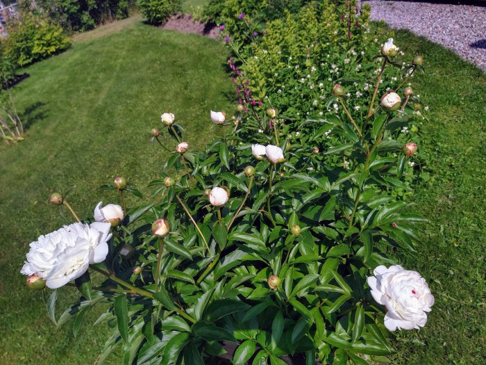 Utslagna pionblommor och knoppar i en lummig trädgård.