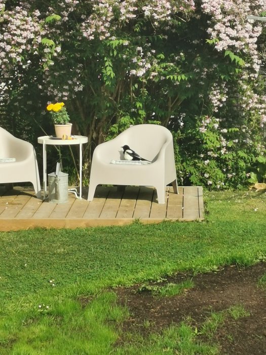 En skata sitter på en vit trädgårdsstol på en gräsmatta med blommande buskar i bakgrunden.