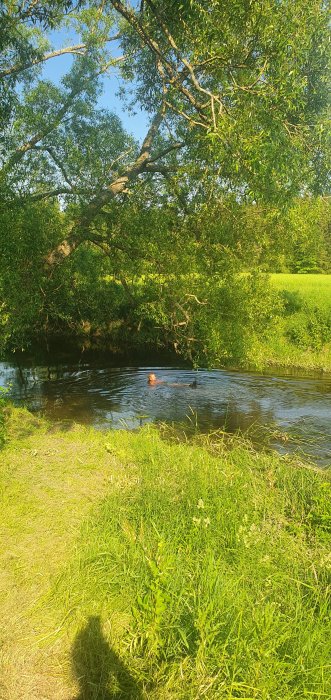 Person som tar ett svalkande dopp i en å med grönskande natur och träd runt omkring.