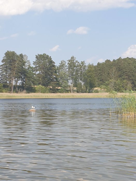 En ensam svan på ett stilla sjövatten med grönskande träd och klarblå himmel i bakgrunden.