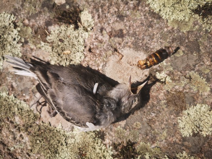Död sädesärla ligger på marken bredvid en brun larv på mossbeklädd sten.