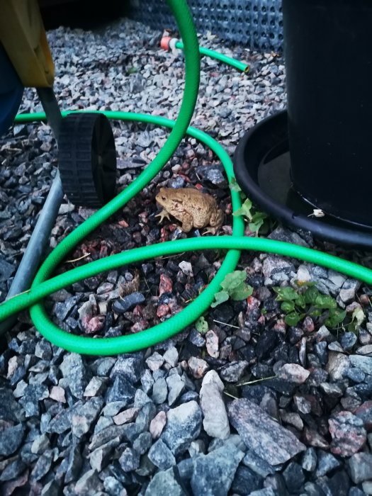 En padda bland stenar och gröna slangar på en gårdsplan.