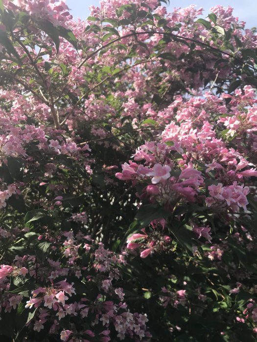 Frodig paradisbuske med många rosa blommor mot en bakgrund av gröna blad.