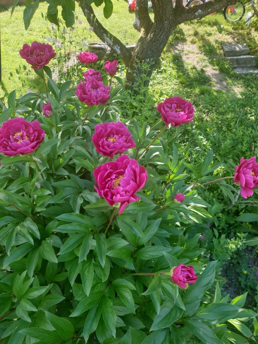 Blommande rosa pioner omgivna av gröna blad i en trädgård.