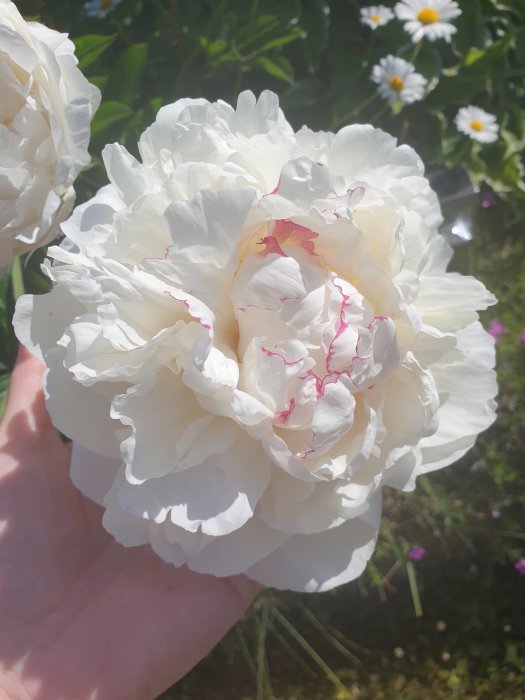 Närbild på handhållen vit pion med rosa kant på bladen, i en blomstrande trädgård.