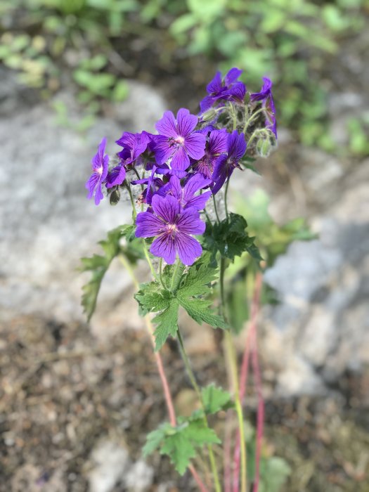 Lila blommande geranium i förgrunden med suddig naturbakgrund.