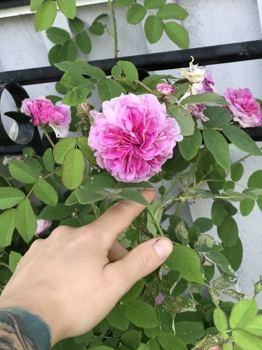 Hand som håller en blommande rosa ros mot en bakgrund av gröna blad och smidesjärn.