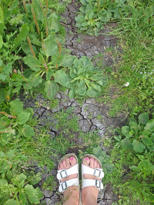 Fötter i vita sandaler på sprucken jord omgiven av grönska, indikerar torka i en trädgård.