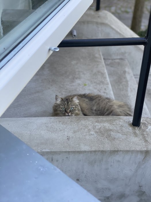 Fluffig gråbrun katt ligger på en betongtrappa intill ett öppet fönster.