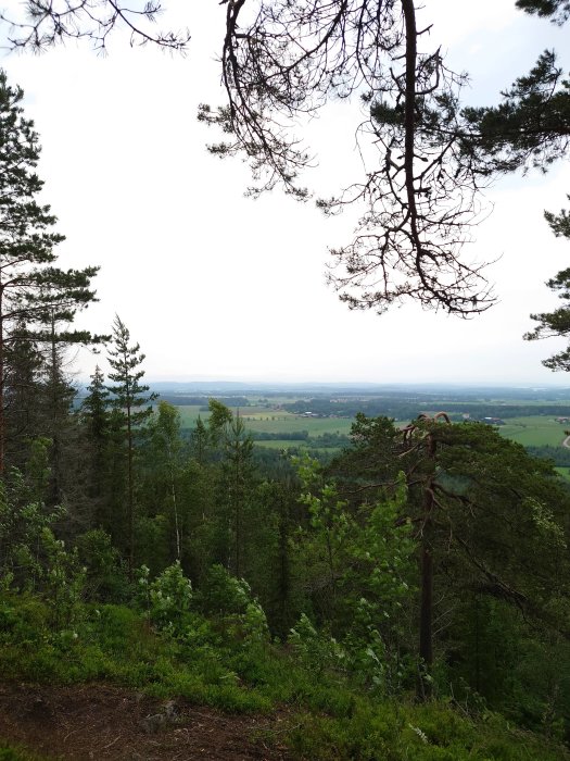 Utsikt från en skogklädd kulle över ett lantligt landskap med fält och träd i disigt väder.