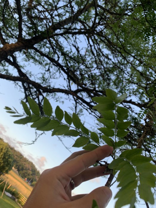 Trädgren hållen av en hand med suddig bakgrund av en himmel och landskap.