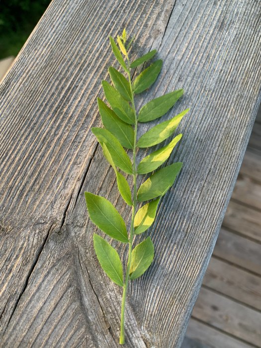 En kvist med gröna blad på ett grått träplank.