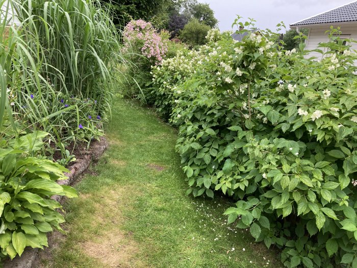 Trädgård med häck av blommande buskar till höger och blomsterbädd till vänster i förgrunden.