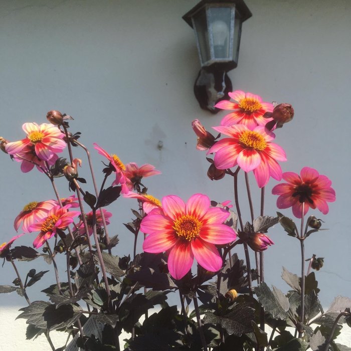 Mörkstammat sommarblom med rosa och gula blommor framför en vit vägg och en gammaldags vägglampa.