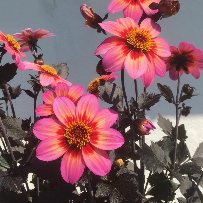 Sommarblommor med mörka stammar och rosa-orange blommor mot en spegelglansig yta.