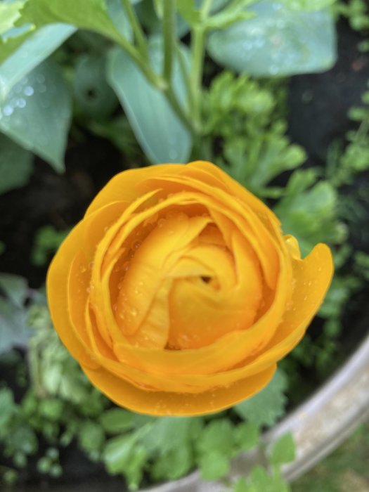 Närbild på en blommande gul ranunkel med vattendroppar på bladen.
