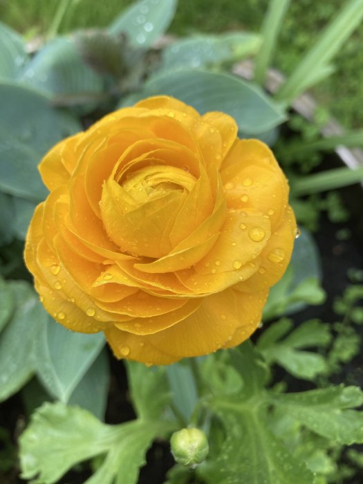 Blommande gul ranunkel med vattendroppar på blad i fokus mot suddig grönska.