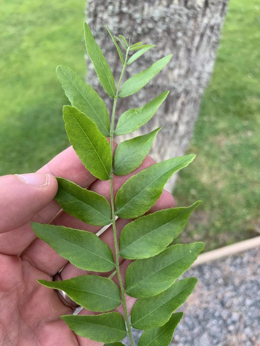 Närbild av hand som håller ett kvist med gröna blad mot bakgrund av träd och gräsmatta.