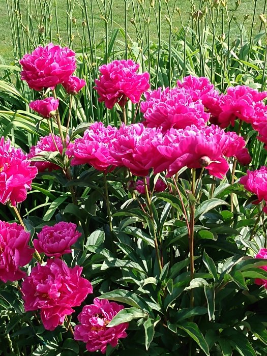 Lush pink peonies in full bloom with bright green foliage in a garden, symbolizing a relaxing summer activity.