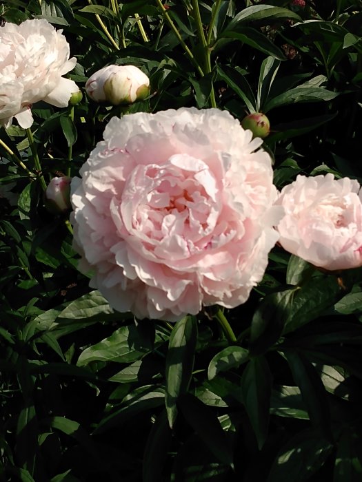 Närbild av rosa pionblommor och knoppar i en trädgård.