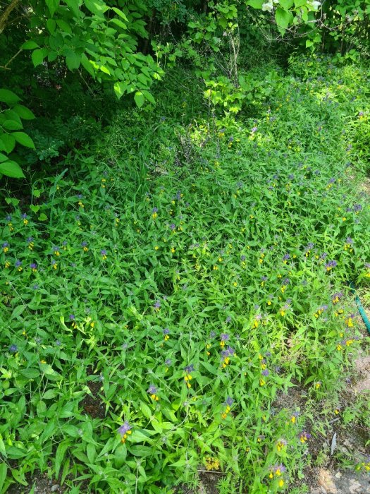 Trädgård med överväxt av Lundkovall, blandade gröna växter och blommor i olika nyanser.