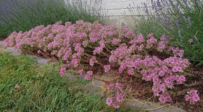Rosa taklök blommar vid sidan av en stenmur med en lavendelbuske i bakgrunden.