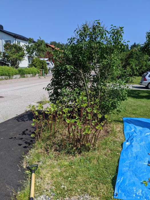 Beskuren växtlighet med synliga rötter och en spade i förgrunden, vid en trädgård.