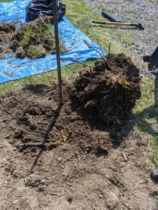 Uppgrävd jord och rötter vid trädgårdsarbete, med grepar och en spade i bakgrunden.