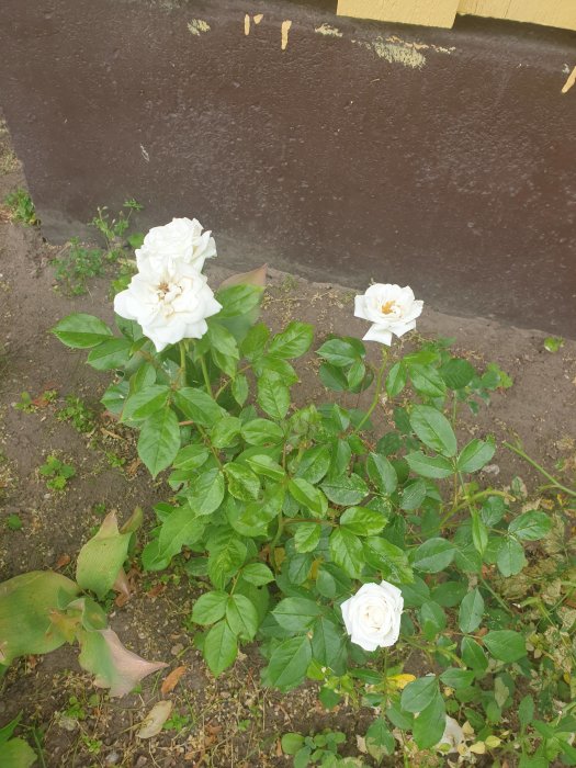 Vit buskros planta med tre blommor i rabatt intill mörkbrun vägg.