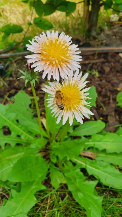 Två ljusrosa maskrosor med en bi som samlar nektar, omgiven av gröna blad och gräs.