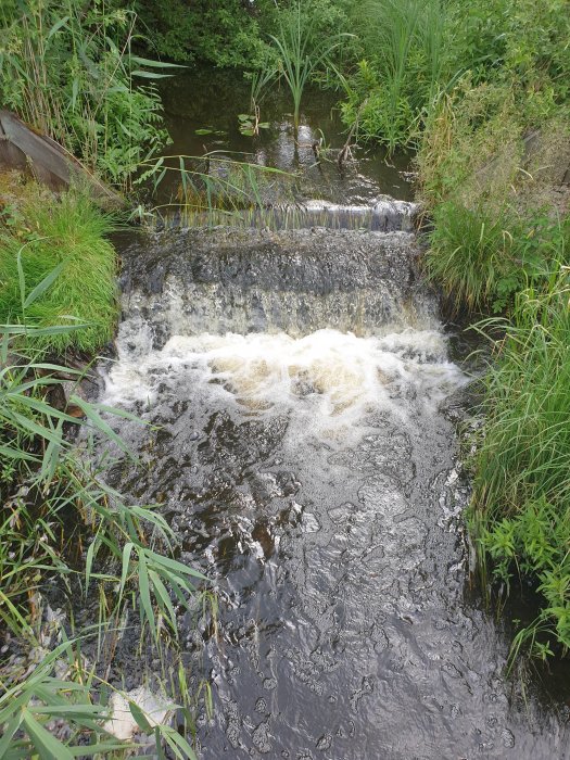 Vattenflöde över en liten betongdamm i en grönskande bäck.