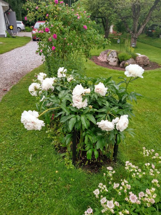 Vita pionblommor som blommat ut, tunga och lutande, i en trädgård efter regn med gröna buskar i bakgrunden.