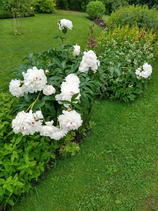 Välutslagna vita pionblommor som hänger tungt i en trädgård efter regn.