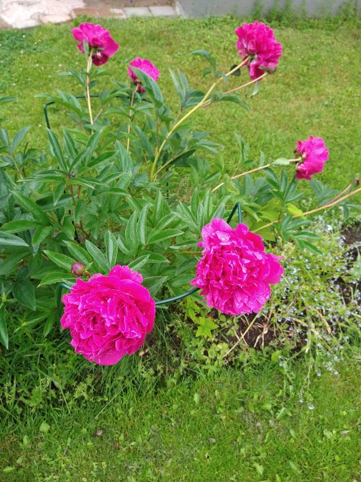 Fullt utslagna rosa pionblommor med tunga stjälkar böjda av vikten, i en fuktig trädgård efter regn.