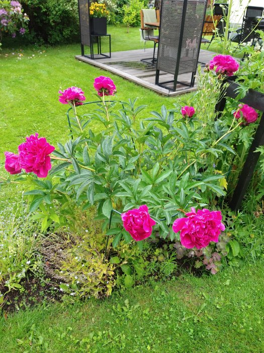 Blomstrande rosa pioner i en trädgård, vissna från åskväder, med tunga stjälkar som böjer sig.