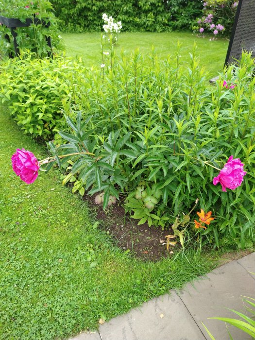 Pionbuskar med tunga, blommande rosa blommor lutande mot marken i en regnig trädgård.