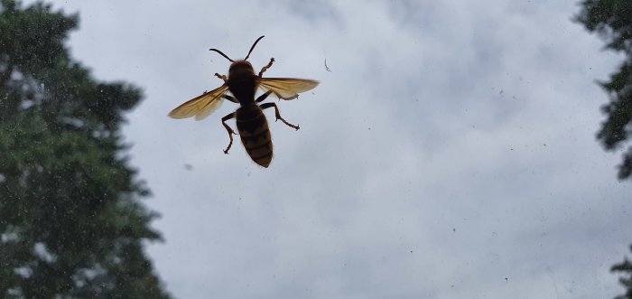 En geting som sitter på insidan av ett fönsterglas med träd och himmel i bakgrunden.