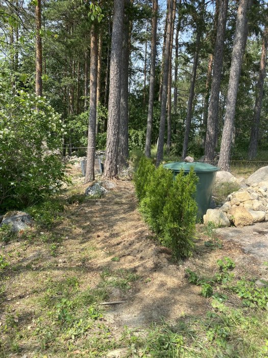 Enstaka thuja-plantor som insynsskydd framför kalhygge i en skogsmiljö.