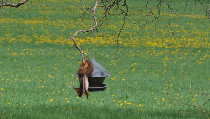 Ekorre som hänger från en fågelmatare mot en grön gräsmatta med gula blommor.