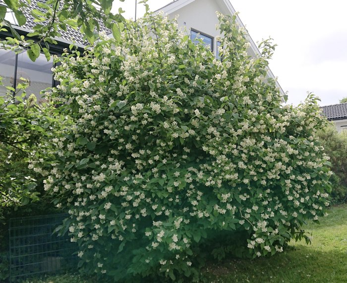 Blommande schersminbuske framför en vit villa med grönt gräs i förgrunden.