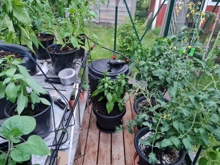 Växthus med tätt växande grönsaksplantor och installerat bevattningssystem på trägolv.