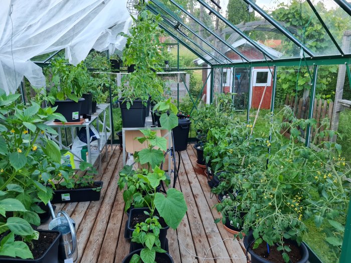 Växthus fullt av växande plantor och installerat bevattnings-system, med noteringar av datum.