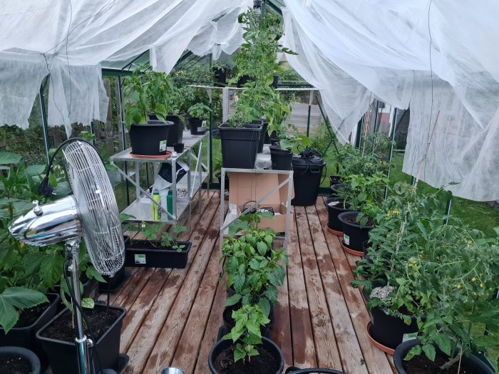 Växthusinredning med trägolv, blommor i krukor och installerat bevattningsystem samt fläkt.