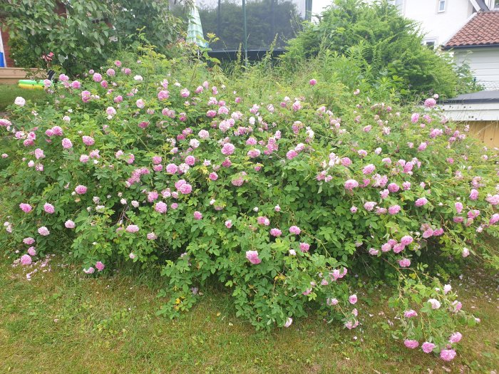 Buskros med rosa blommor i full blom i en trädgård, med andra växter i bakgrunden.