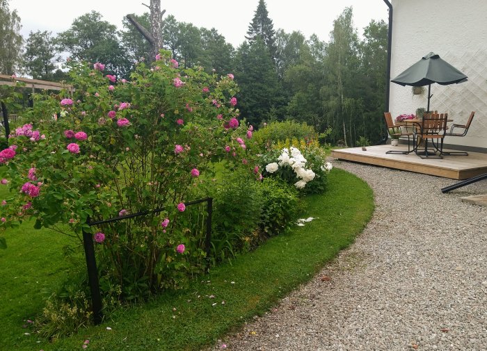 En buskros i full blom längs en gräsmatta, nära en uteplats med möbler och parasoll.
